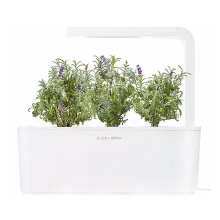 Click And Grow Levandule