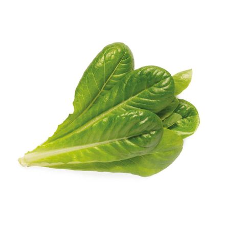 Smart Garden Římský salát