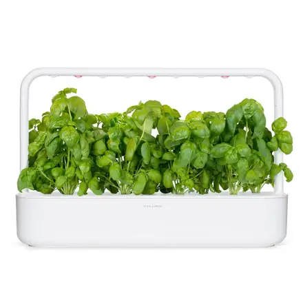 Click And Grow Bazalka