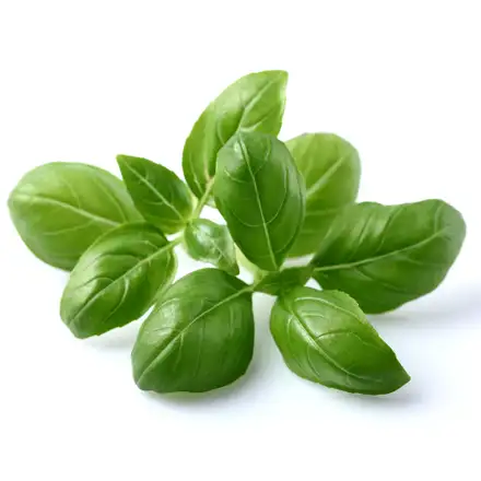 Click And Grow Bazalka
