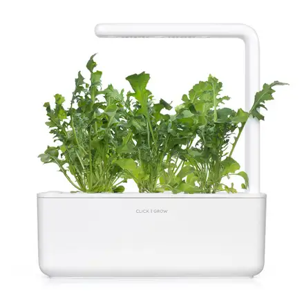 Click and Grow Rukola