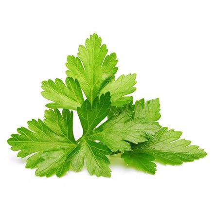 Click And Grow Koriandr