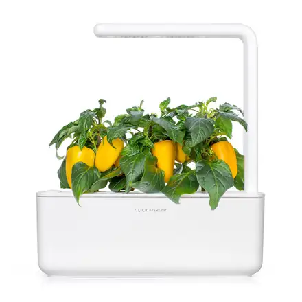 Click and Grow Sladká žlutá paprika