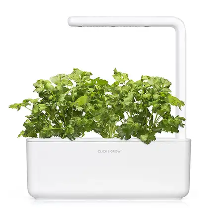 Click And Grow Koriandr
