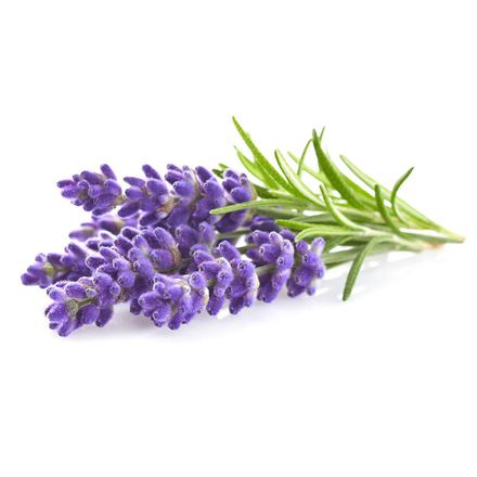 Click And Grow Levandule